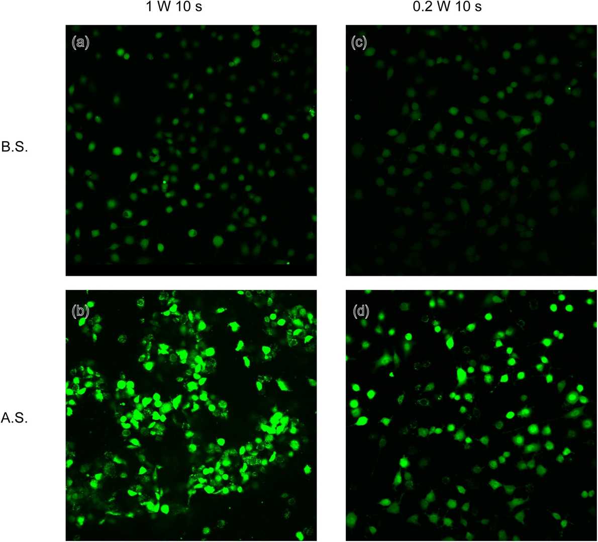 Calcium fluorescent images of CBlank cells subjected to ultrasound stimulation at 1 W and 0.2 W.