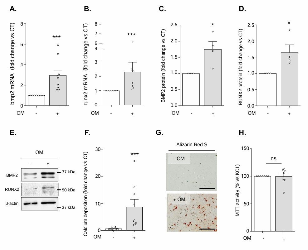Exposure to osteogenic medium (OM) facilitates the osteogenic transition and subsequent mineralization of hVICs without affecting cell viability.