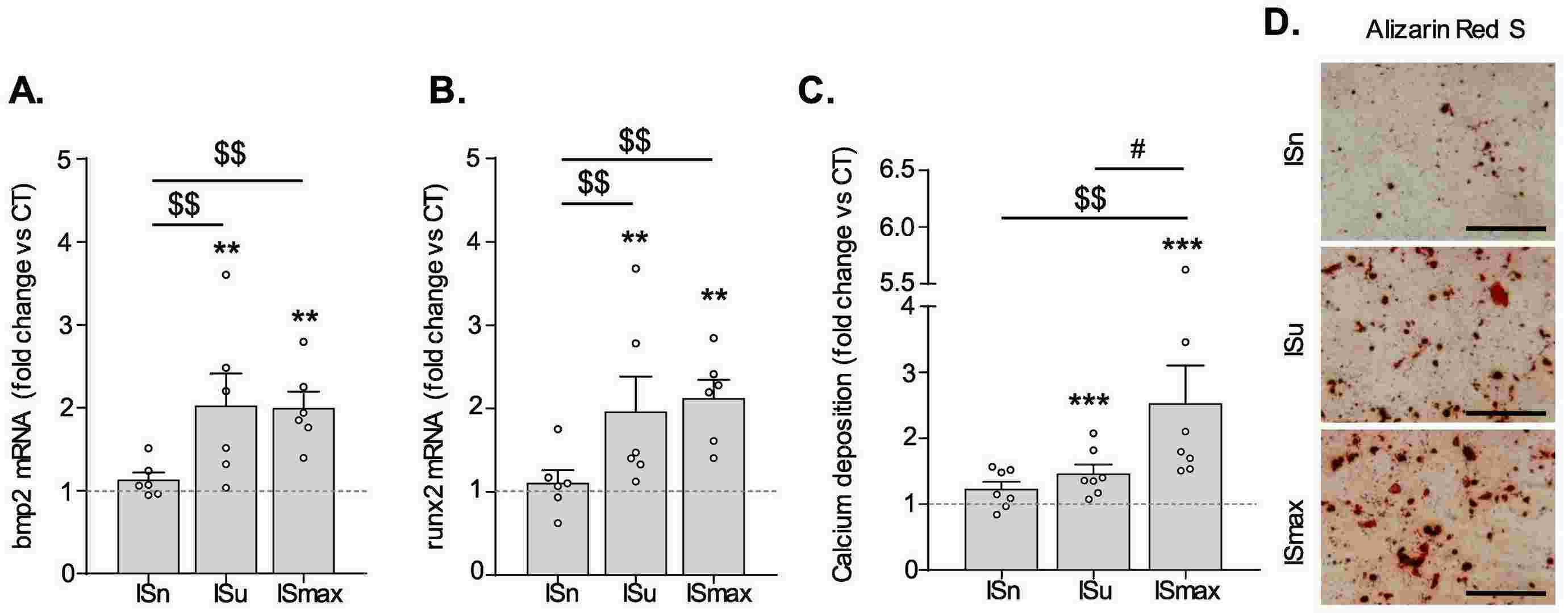 Indoxyl sulfate enhances the osteogenic transition and subsequent mineralization of hVICs induced by osteogenic medium (OM).