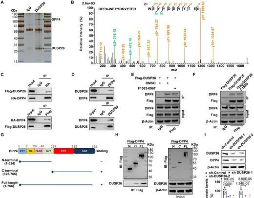 DUSP26 interacts with DPP4 in hVICs, protecting it from ubiquitin-mediated degradation.