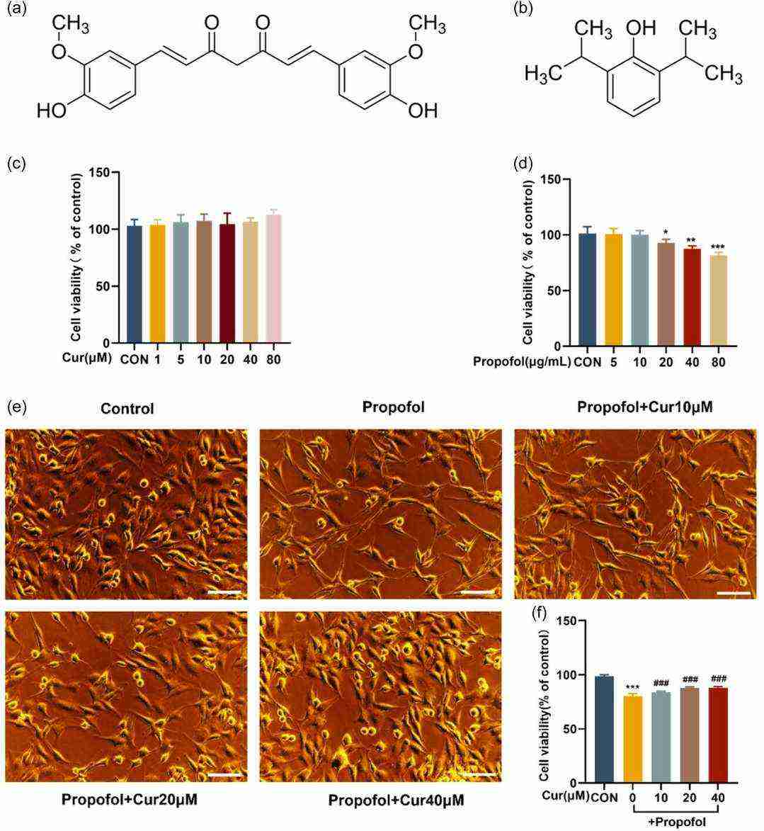 Propofol-induced suppression of MN9D cell proliferation and curcumin-mediated rescue.