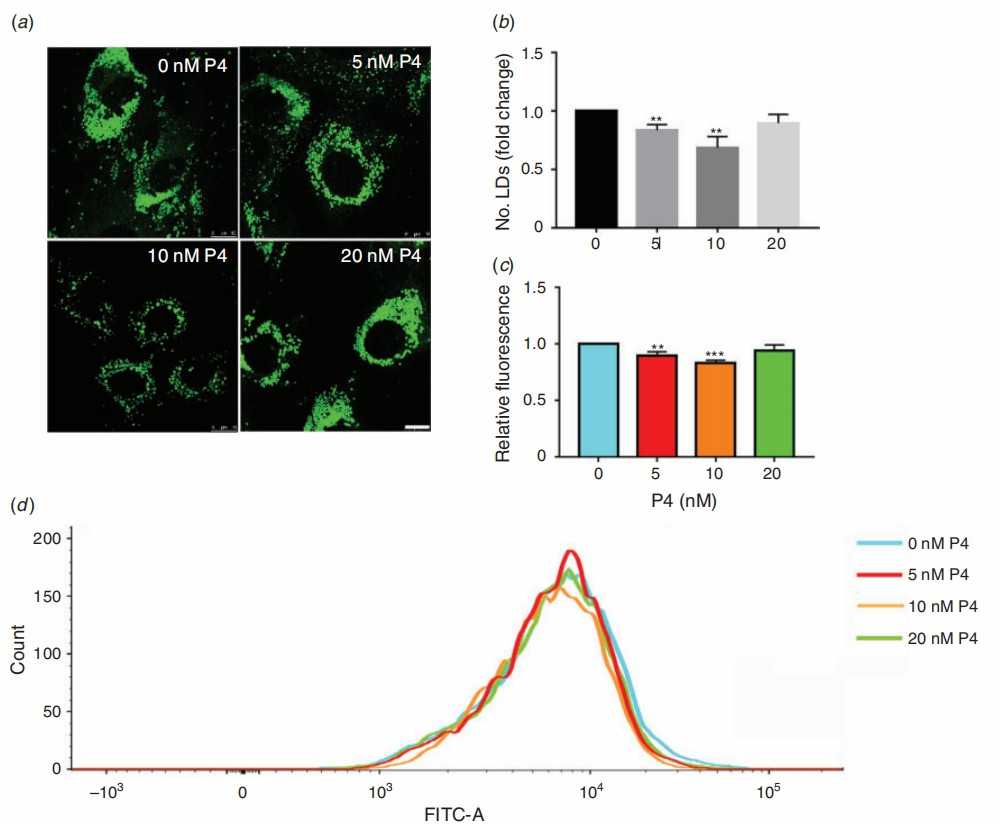 1.	Quantification and visualisation of intracellular neutral LDs in primary mouse cervical epithelial cells treated with different concentrations of progesterone (P4).