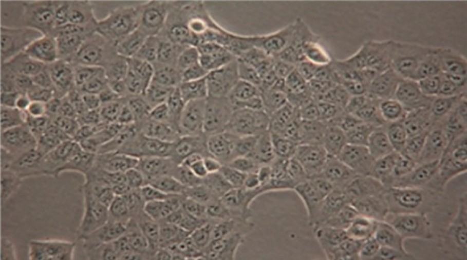 Morphological analysis of MKN28 cells by light microscopy.