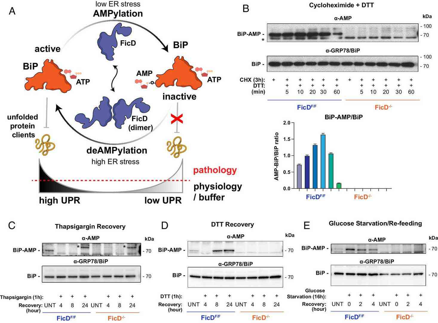 BiP AMPylation and Its Regulation under ER Stress in MEFs.