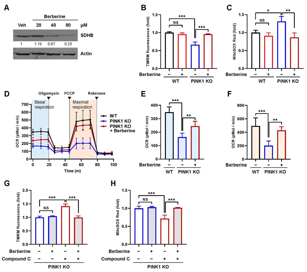 Berberine-Mediated Restoration of Mitochondrial Function in PINK1 KO MEFs.