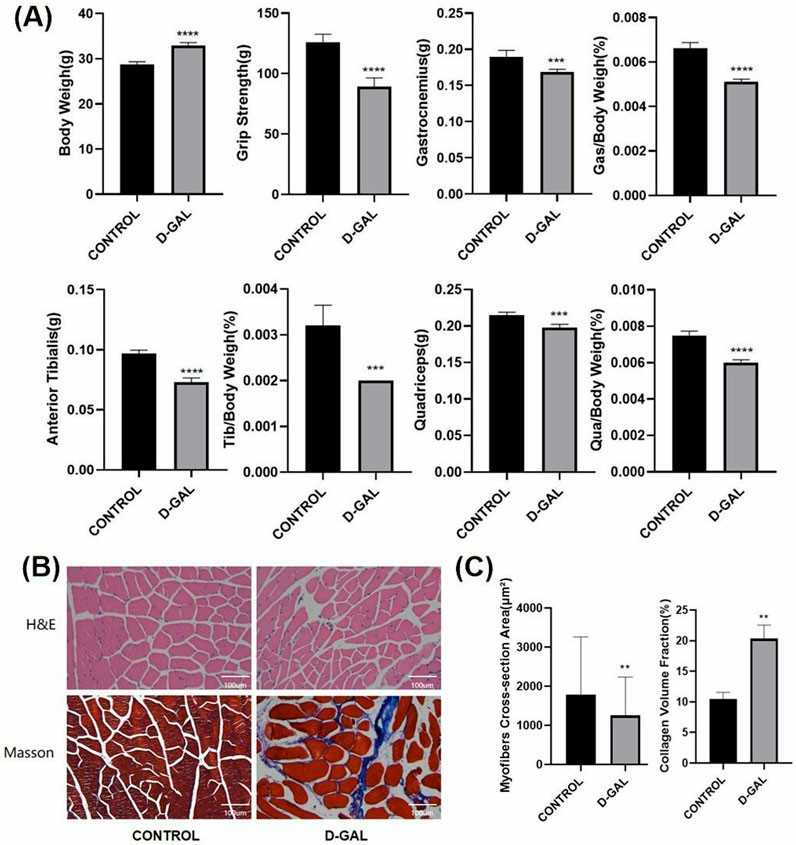 D-Gal-mediated skeletal muscle atrophy and fibrotic deposition in murine model.