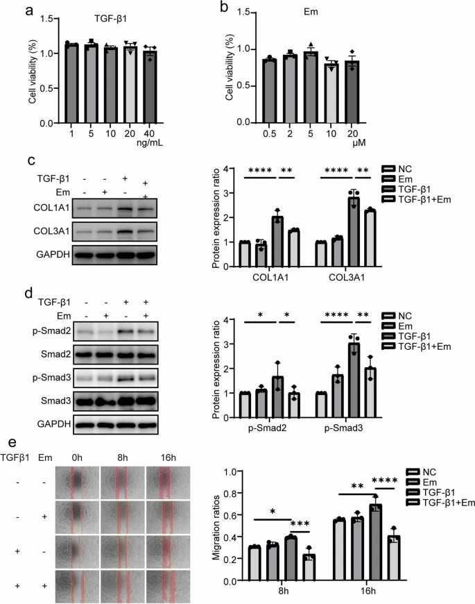 Empagliflozin attenuates TGF-β1/Smad signaling pathway in skeletal muscle fibroblasts: implications for fibrosis suppression and cell migration inhibition.