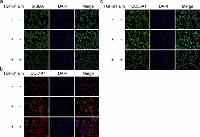 Anti-fibrotic effects of empagliflozin in skeletal muscle fibroblasts.