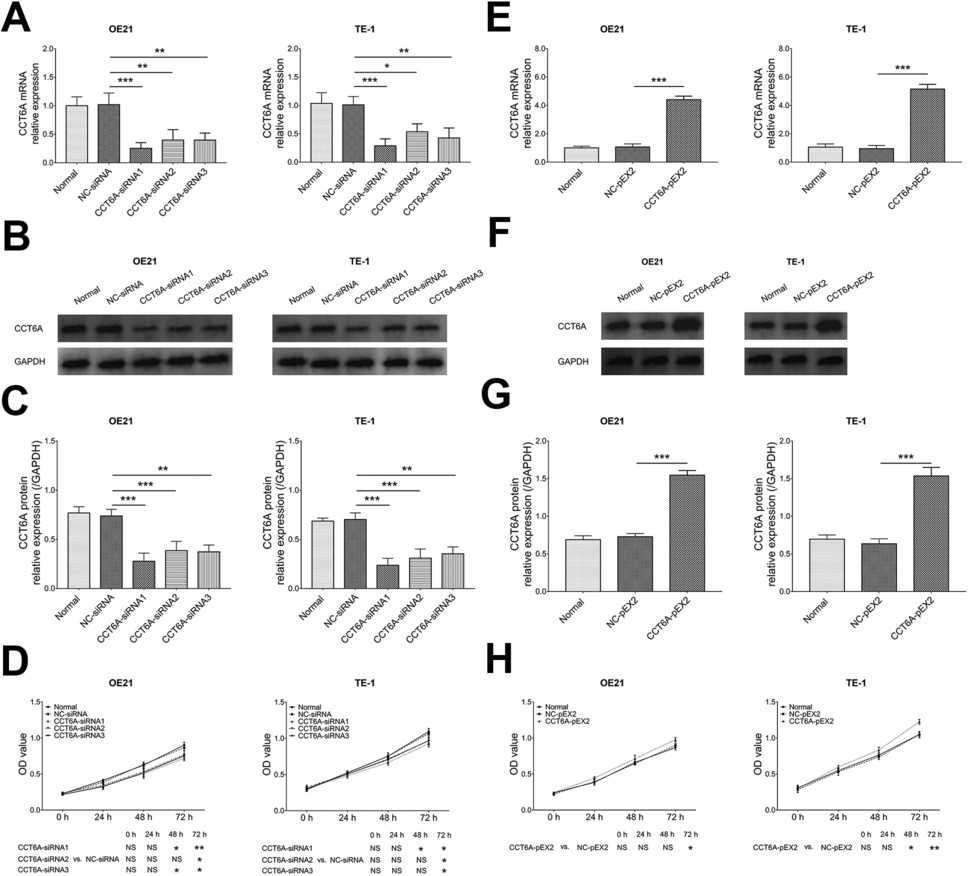 Impact of CCT6A on cellular proliferation