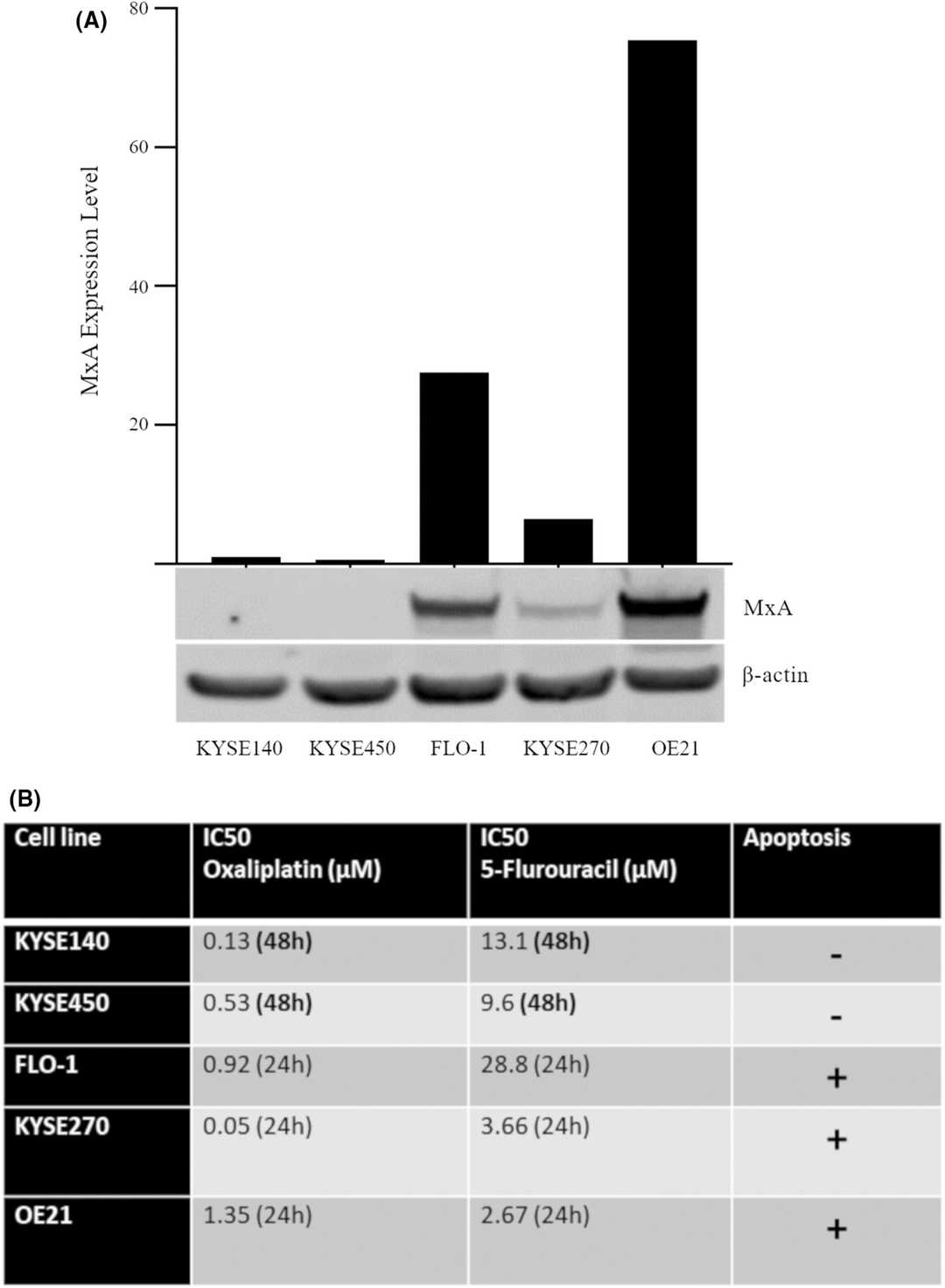 MxA expression profiles and apoptotic capacity across esophageal cancer cell lines