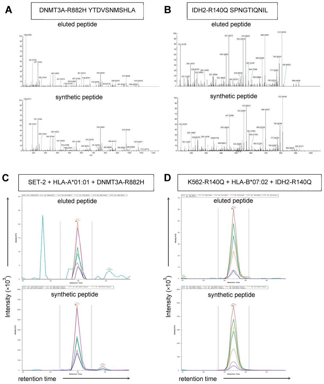 Surface Expression of DNMT3A and IDH2 Neoantigens Assessed via HLA Class I Immunopeptidomics