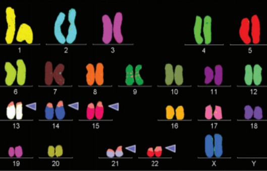 Multicolor FISH (M-FISH) Analysis