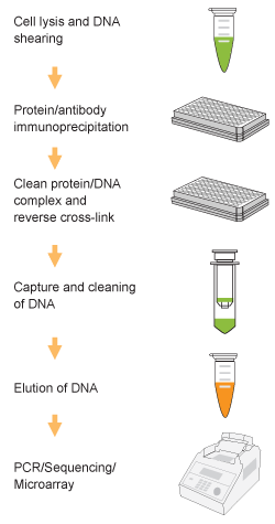 Chromatin Immunoprecipitation (ChIP) Assay