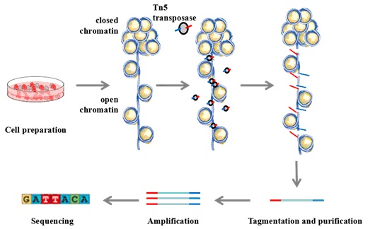 Open Chromatin Analysis