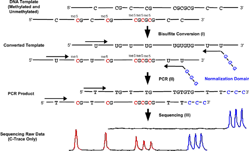 DNA Methylation Profiling