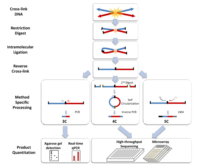 Chromosome conformation capture technology.