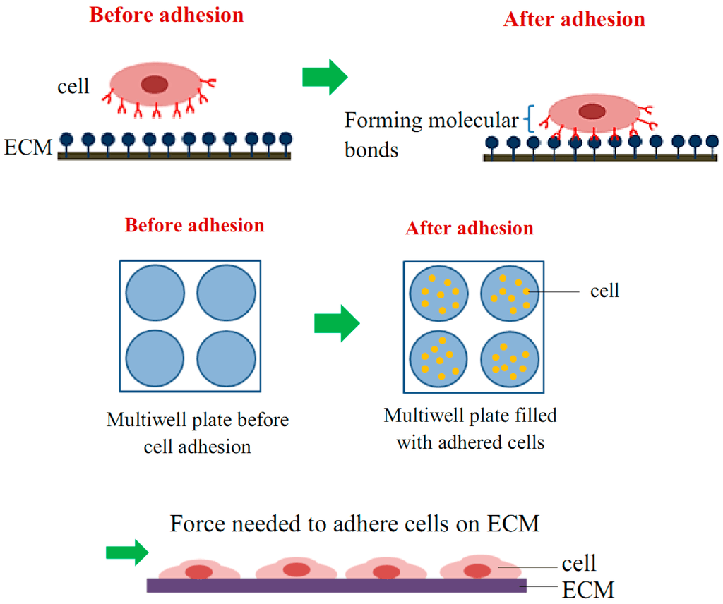 Cell Attachment Assay