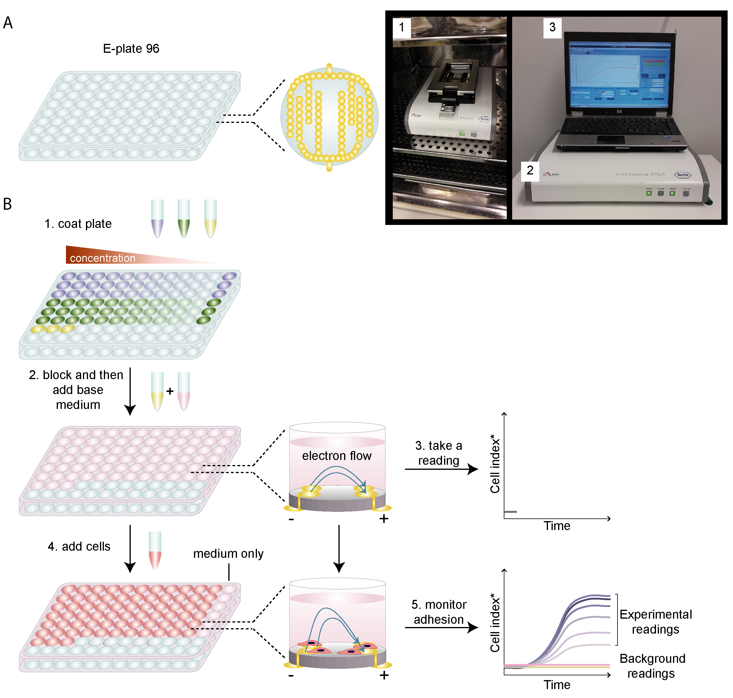 Cell Spreading Assay