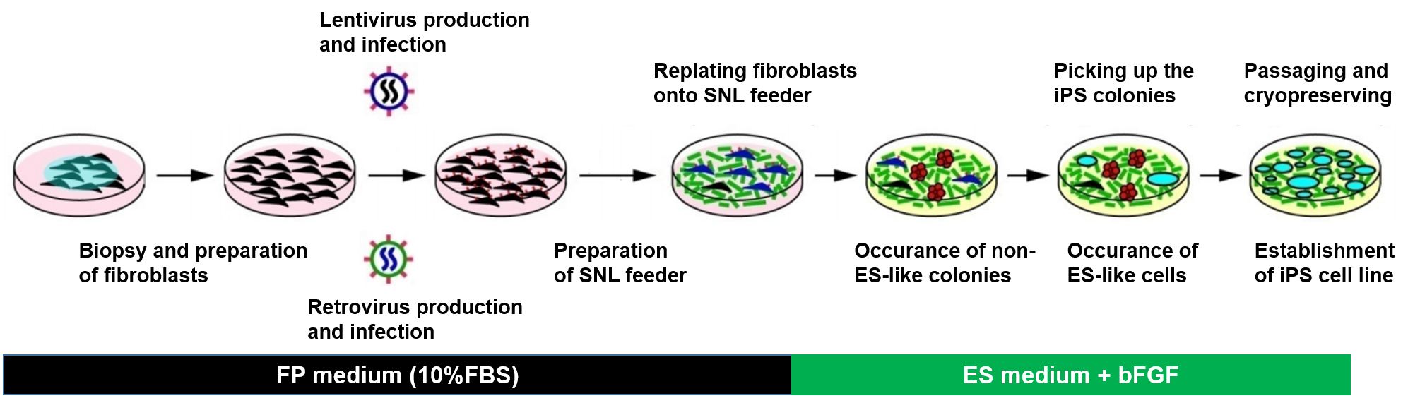 Reprogramming of Human Fibroblasts into iPSCs