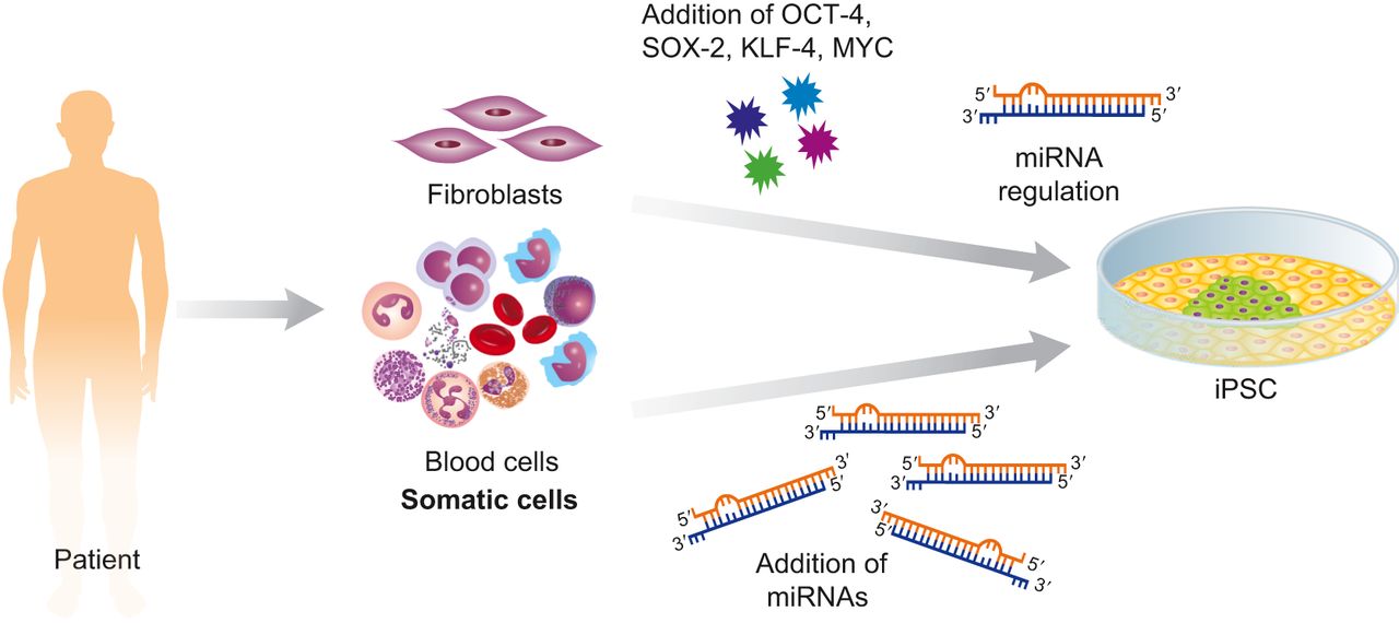 iPSC Generation Using microRNA miR-302-based Reprogramming Method