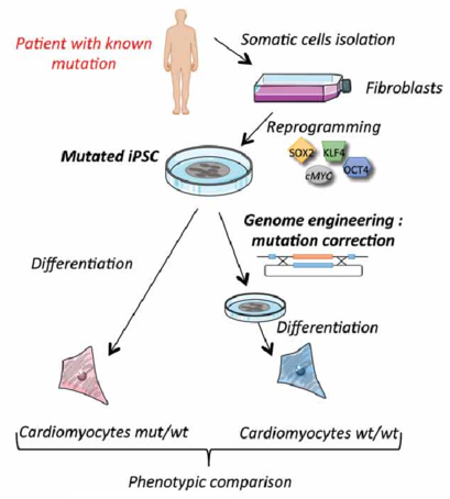 Electroporation of hiPSCs to Deliver CRISPR-Cas9 Plasmids