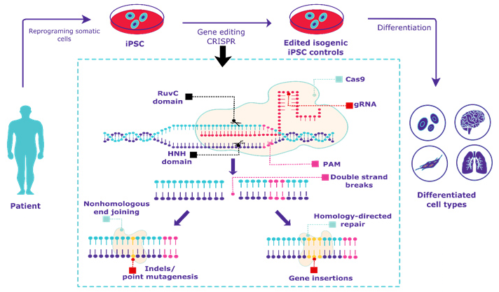 Reagent-based Transfection of hiPSCs to Deliver CRISPR-Cas9 Plasmids