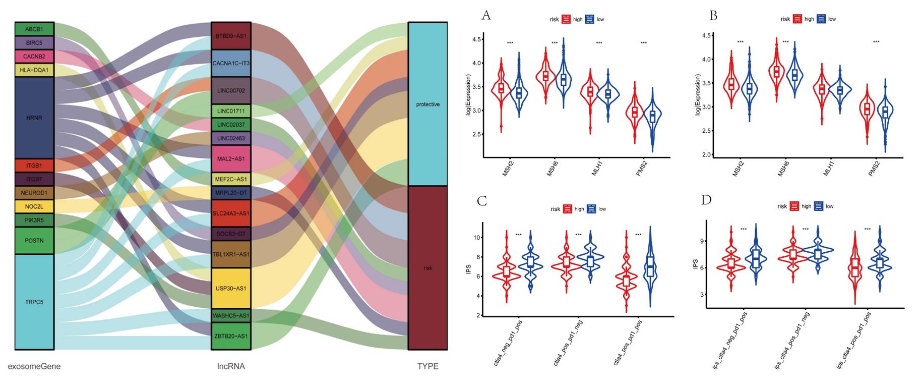 Left: Construction of a LncRNA-mRNA co-expression network; Right: Prediction of immunotherapy response.