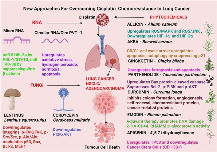 Recently reported mechanisms of enhancing cisplatin sensitivity in ovarian cancer.