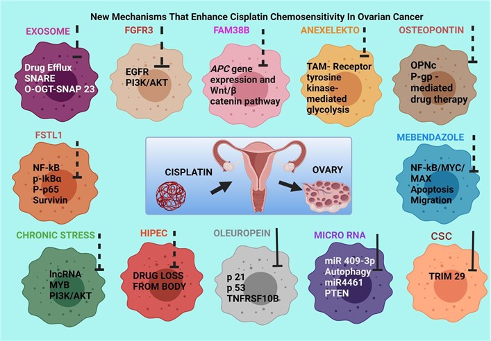 Recently reported mechanisms of enhancing cisplatin sensitivity in ovarian cancer.