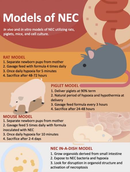 Experimental models to study the pathogenesis of necrotizing small bowel colitis.