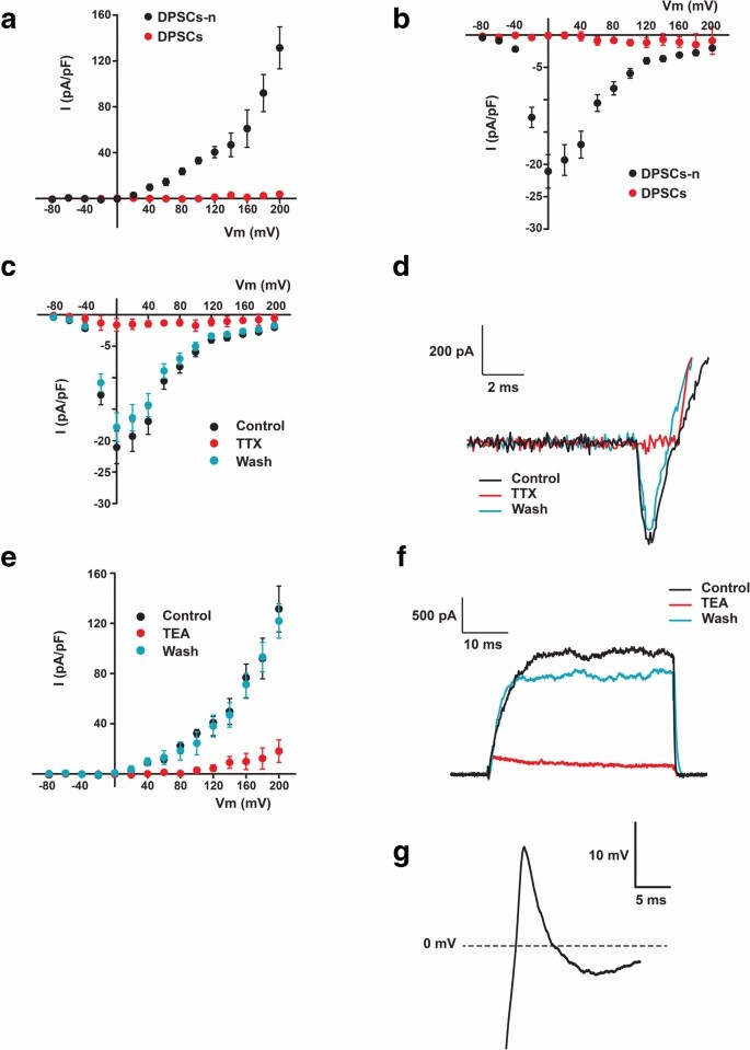 Differentiated neuronal cells from DPSCs (DPSCs-n) exhibited voltage-dependent K+ and Na+ currents capable of triggering action potentials, unlike the unstimulated DPSCs.