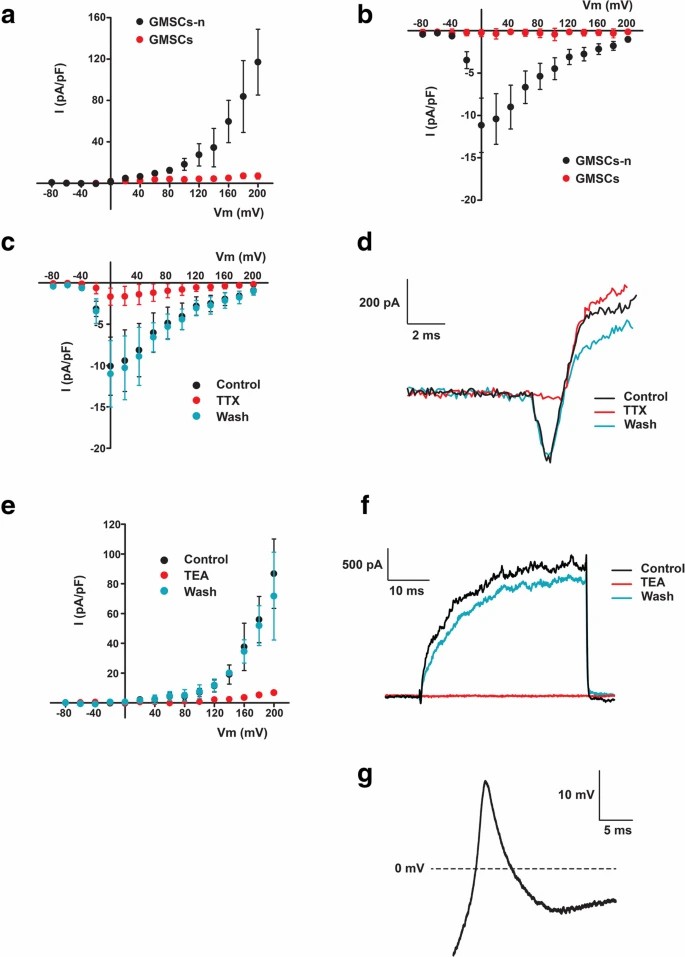 Differentiated neuronal cells from GMSCs (GMSCs-n) showed voltage-dependent K+ and Na+ currents that induced action potentials, which were absent in the unstimulated GMSCs.