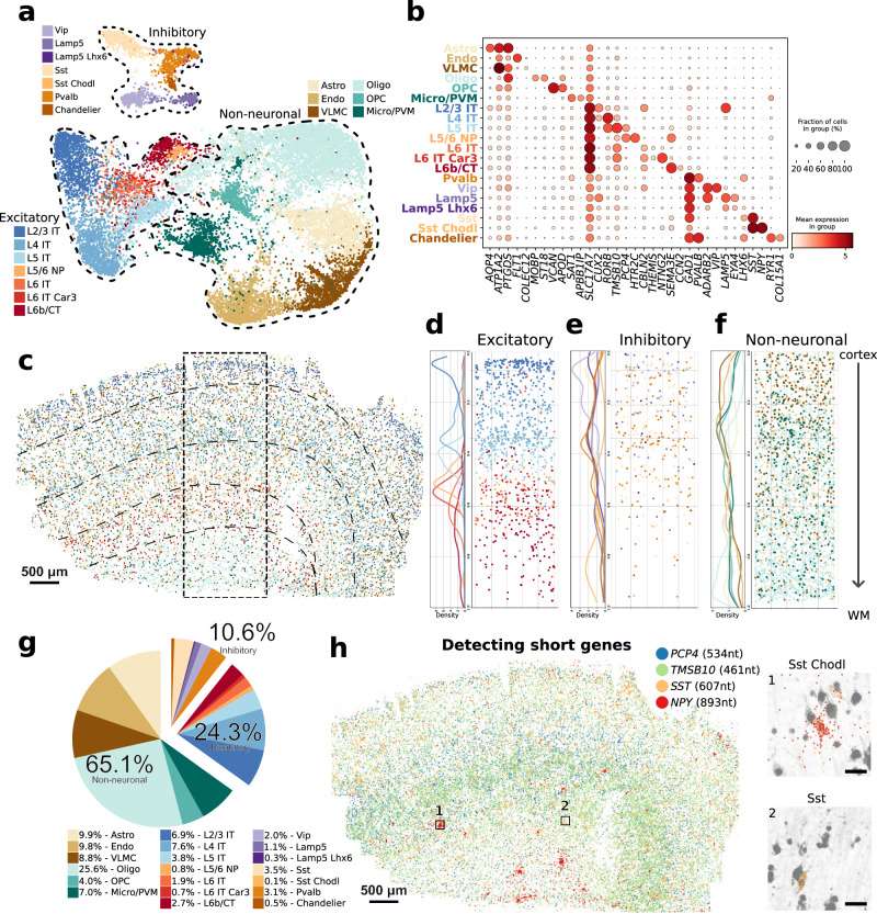 Fig. 2 DART-FISH mapping of cell types in the human M1C.