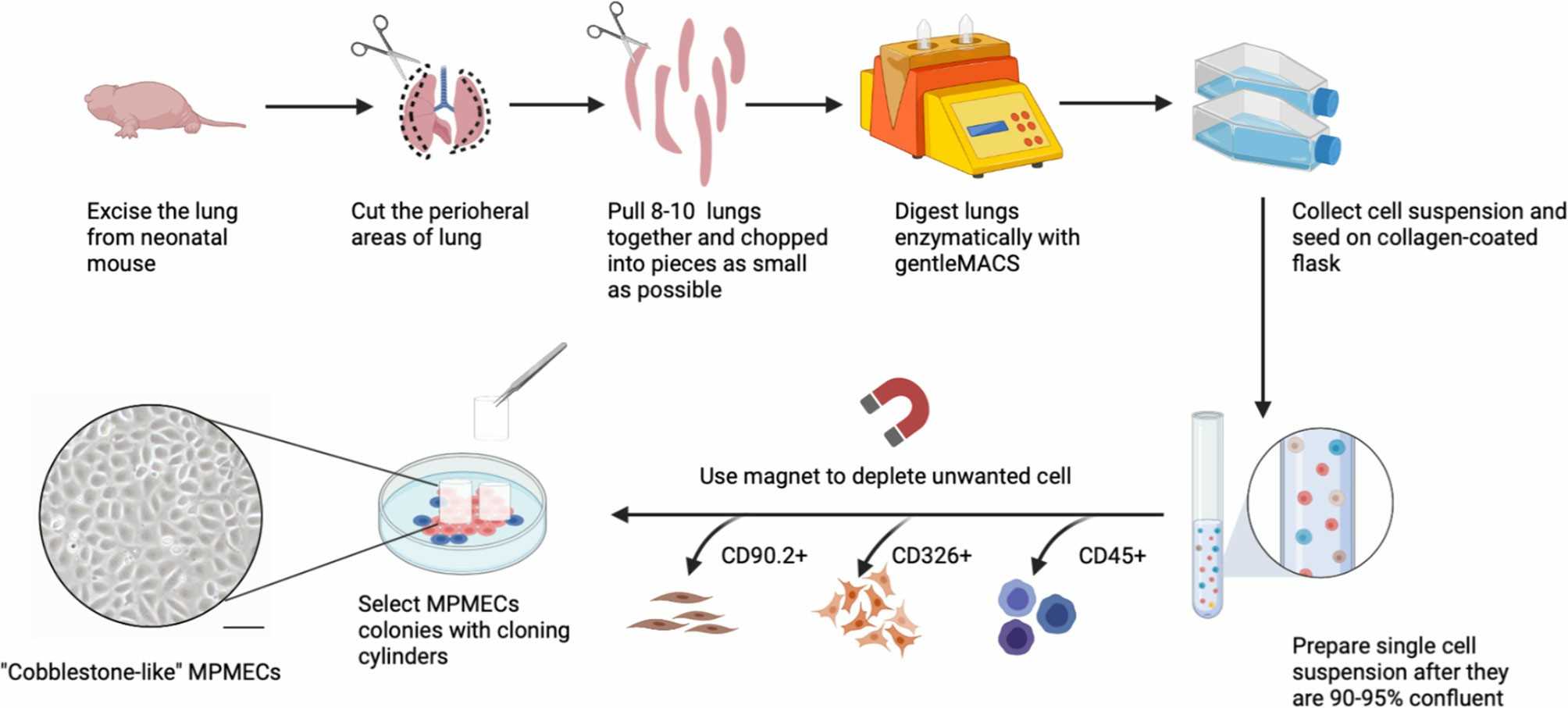 Diagrammatic depiction of isolating primary cells, using mouse pulmonary microvascular endothelial cells as an example.