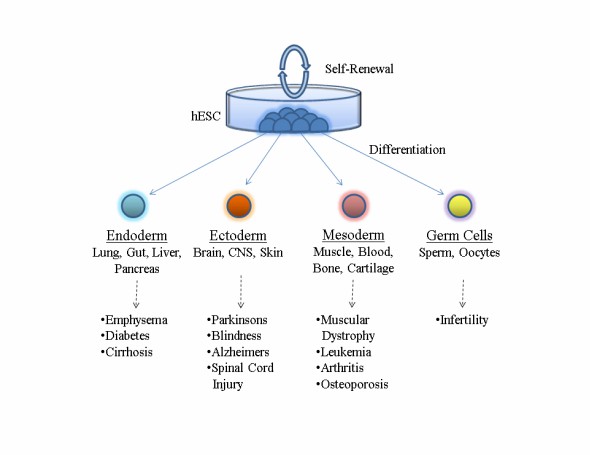 The ability of human embryonic stem cells to differentiate and examples of tissue-specific diseases currently under investigation.