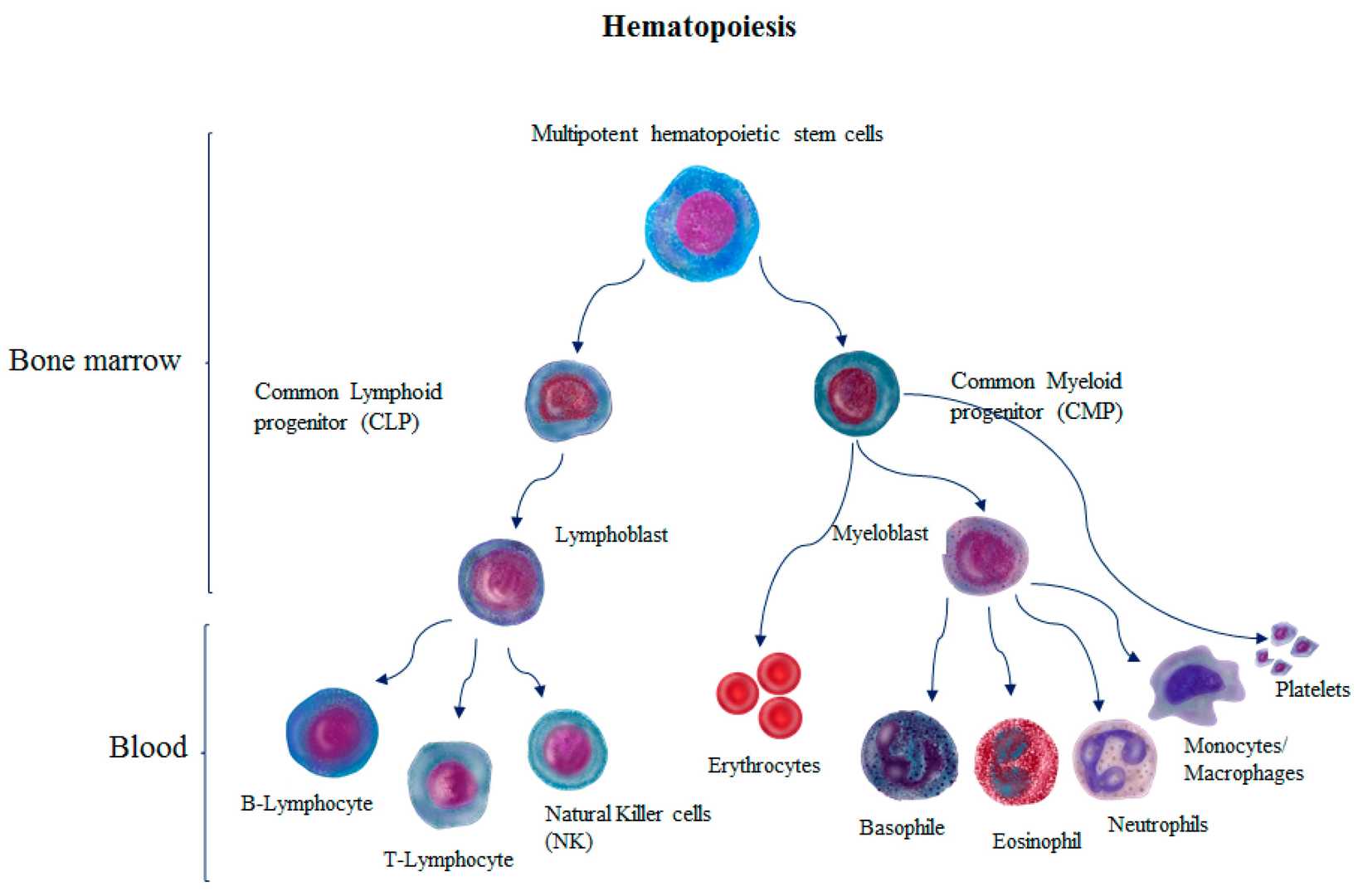 The process of blood cell formation (hematopoiesis).