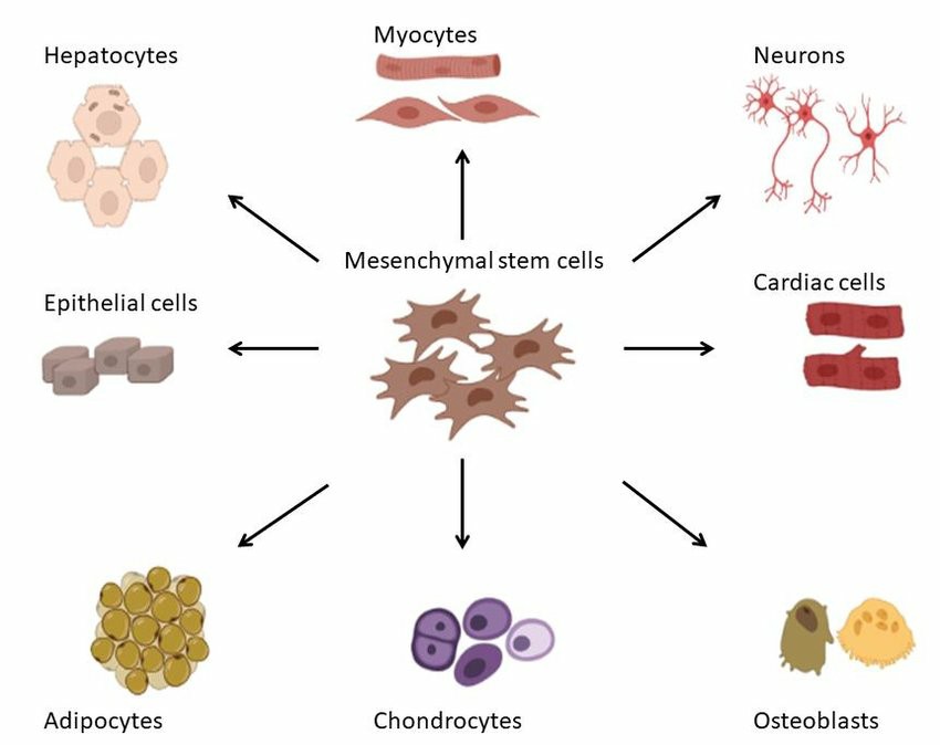 The differentiation capabilities of mesenchymal stem cells.