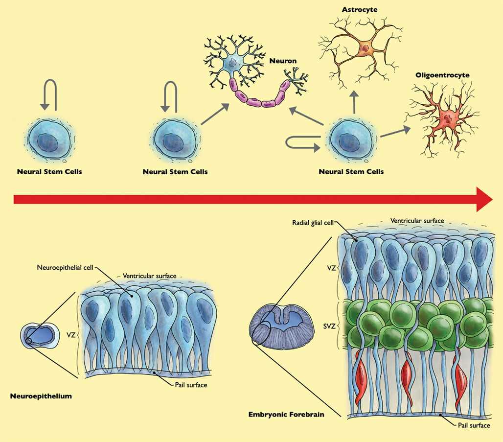 The behavior of neural stem cells (NSC) during the development of the forebrain.