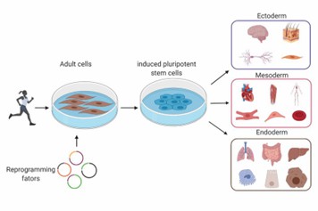 Induced pluripotent stem cells are adult human cells that have been reprogrammed from either patients or healthy individuals.