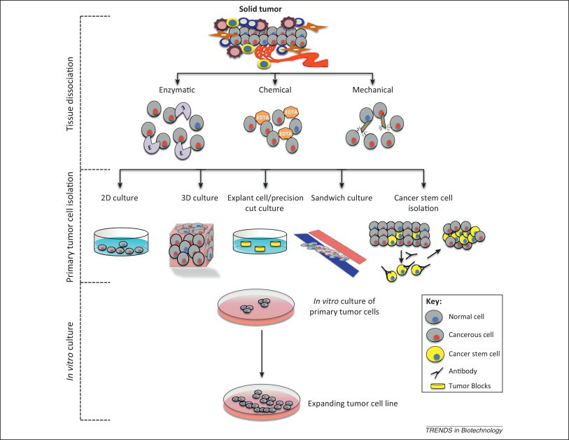 A diagram illustrating the procedure for establishing primary tumor cell lines.