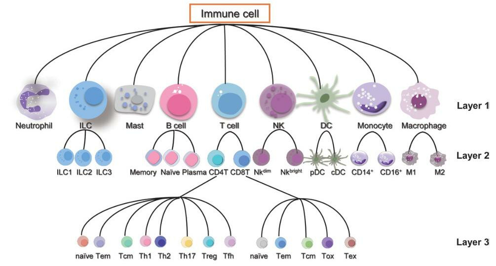 Types of immune cells and their layers.