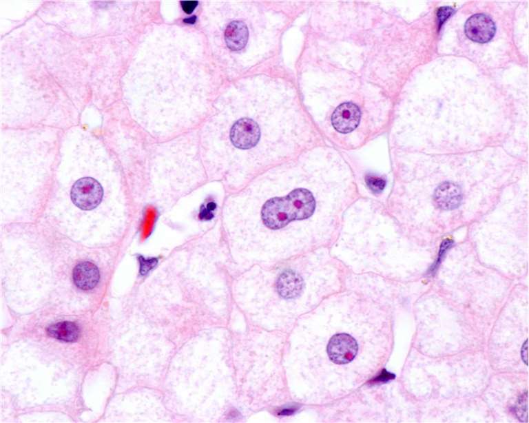Hepatocytes.