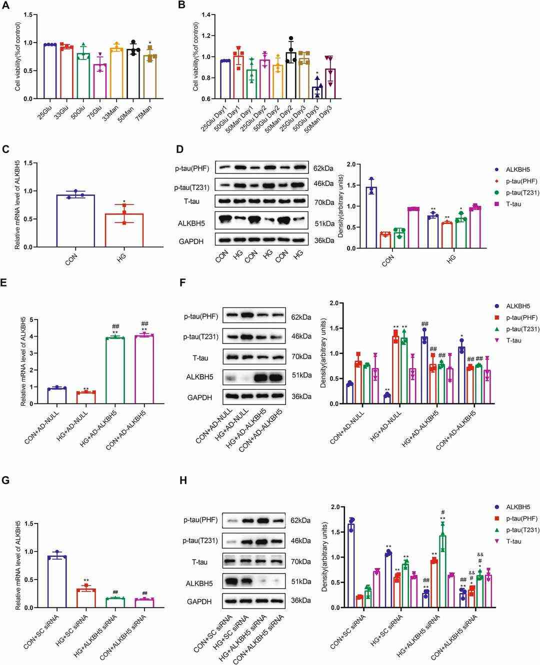 Reducing ALKBH5 levels results in increased tau hyperphosphorylation in HN-h cells.