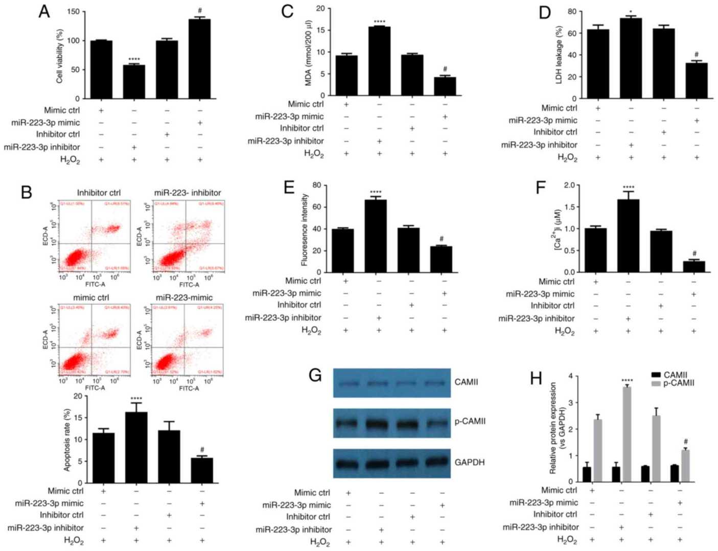 Increasing miR-223-3p expression is a mechanism that contributes to DEX's neuroprotective effect against H2O2-induced cytotoxicity.
