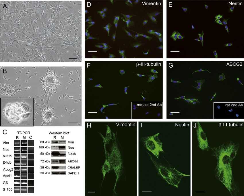 MU-PH1 cell line's characterization.