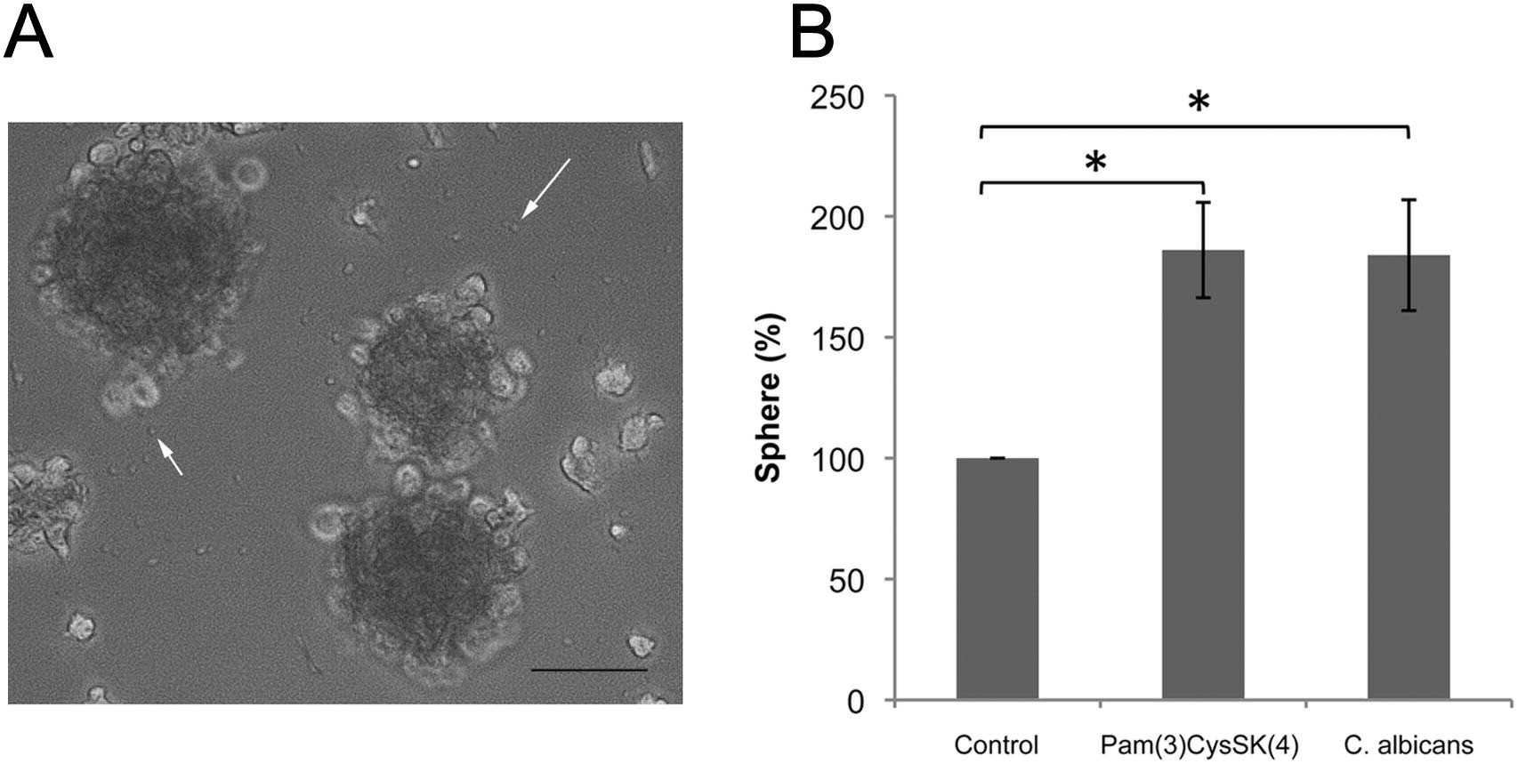 TLR2 ligands promote neurosphere formation.