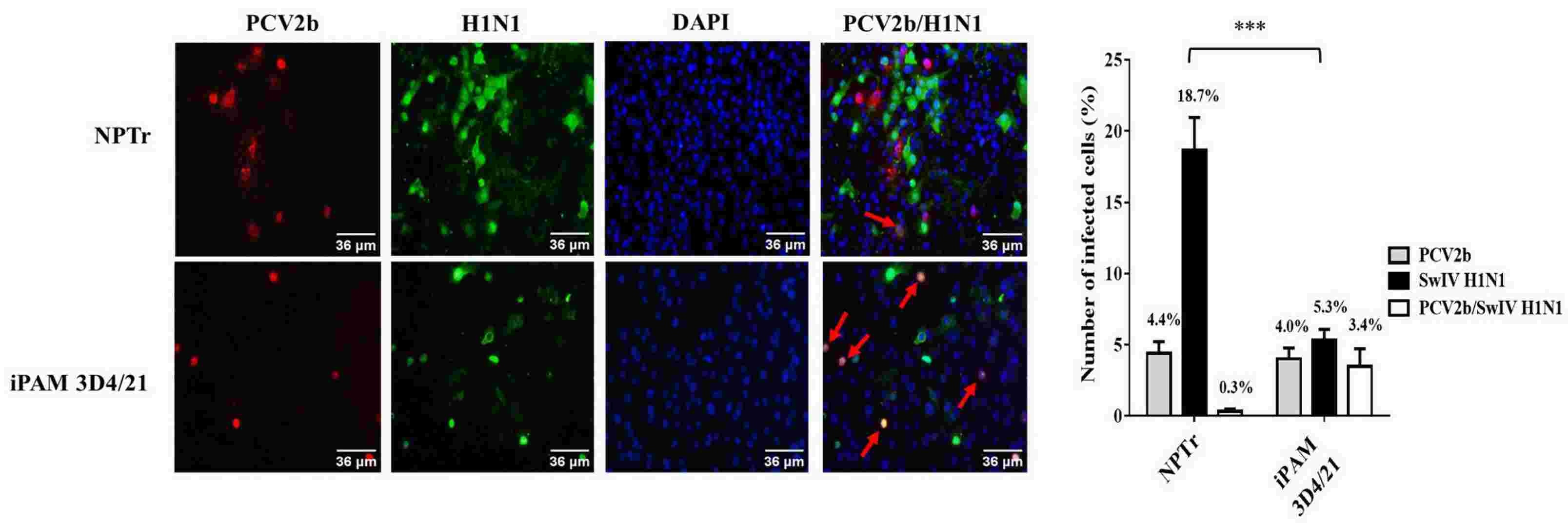 PCV2b and SwIV H1N1 co-localization in both NPTr and immortalized porcine alveolar macrophages 3D4/21 co-infected cells.