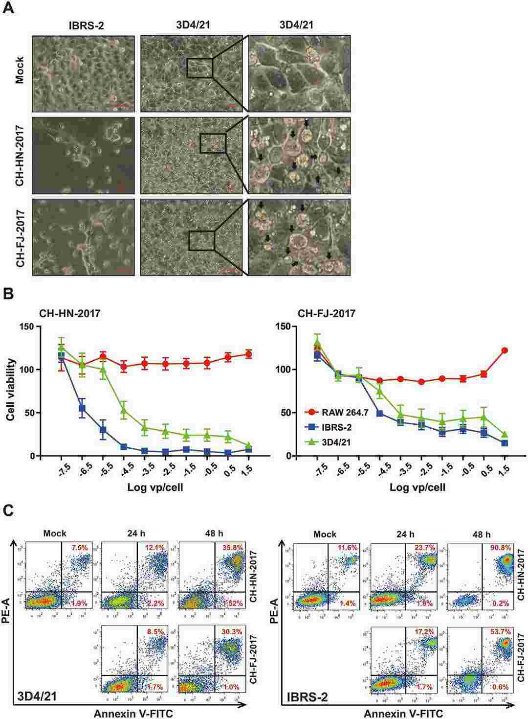 Cytotoxicity of SVA strains CH–HN-2017 and CH-FJ-2017 to immortalized porcine alveolar macrophages 3D4/21 cells.