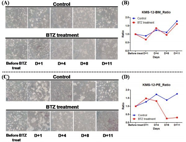 Comparison of cell viability changes of KMS-12-BM and KMS-12-PE following treatment of bortezomib (BTZ). (Lee KJ, et al., 2017)