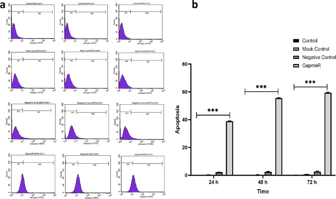 The ratio of apoptotic cells increased by MIR100HG Antisense LNA GapmeRs transfection, at three-time points.